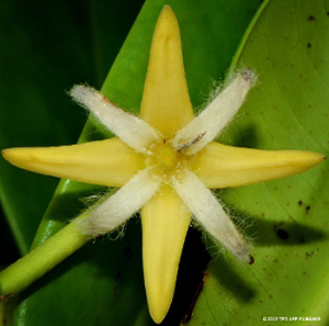 Foto einer Bluete der Roten Mangrove