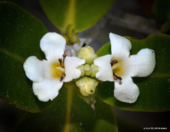 Foto mit der Bluete der Schwarzen Mangrove