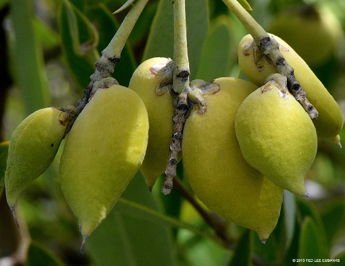 Foto von der Frucht der Schwarzen Mangrove