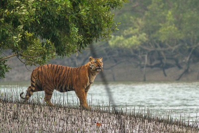 Foto eines Tigers in den Sundarbans (Bangladesh)