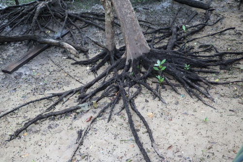 Foto eines Mangrovenbaumes