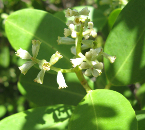 Wikimedia-Foto mit einer weiße kleine Blüte der Mangrove Laguncularia